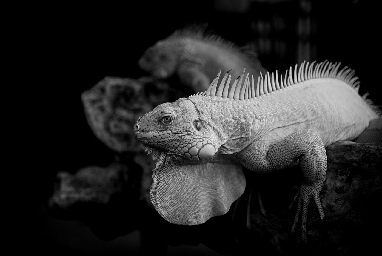 無理強いとは何か、その意味や影響について解説しますか？