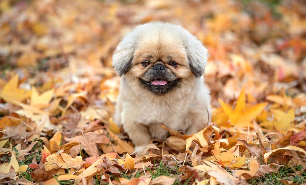 無理じいの意味とは何か、具体例を交えて解説しますか？