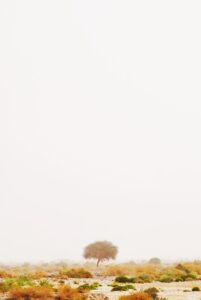 5歳向けにおすすめの英語動画は何ですか？