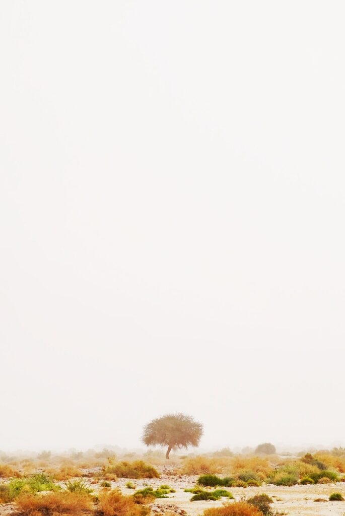 5歳向けにおすすめの英語動画は何ですか？