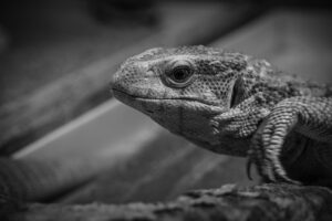 無理強いする意味とはどのようなものですか？