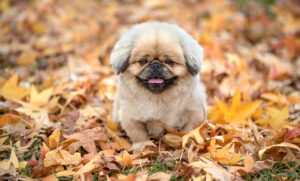 「強いる」の正しい読み方は何ですか？